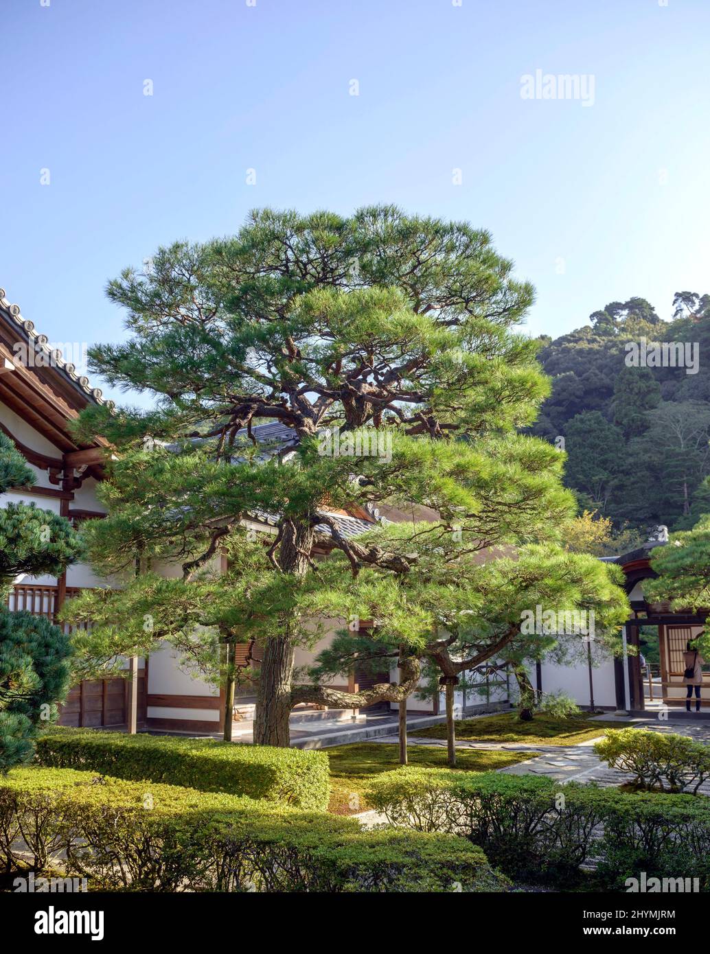 PIN noir japonais (Pinus thunbergii), dans un jardin japonais, Japon, Honshu, Kyoto Banque D'Images