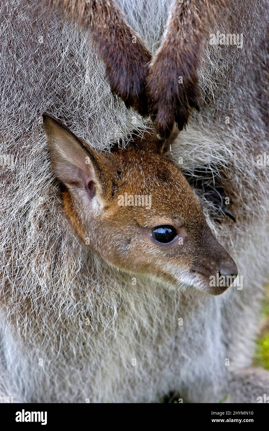 Wallaby à col rouge, Wallaby de Bennett (Macropus rufogriseus, Wallabia rufogrisea), jeunes pairs hors de la poche Banque D'Images