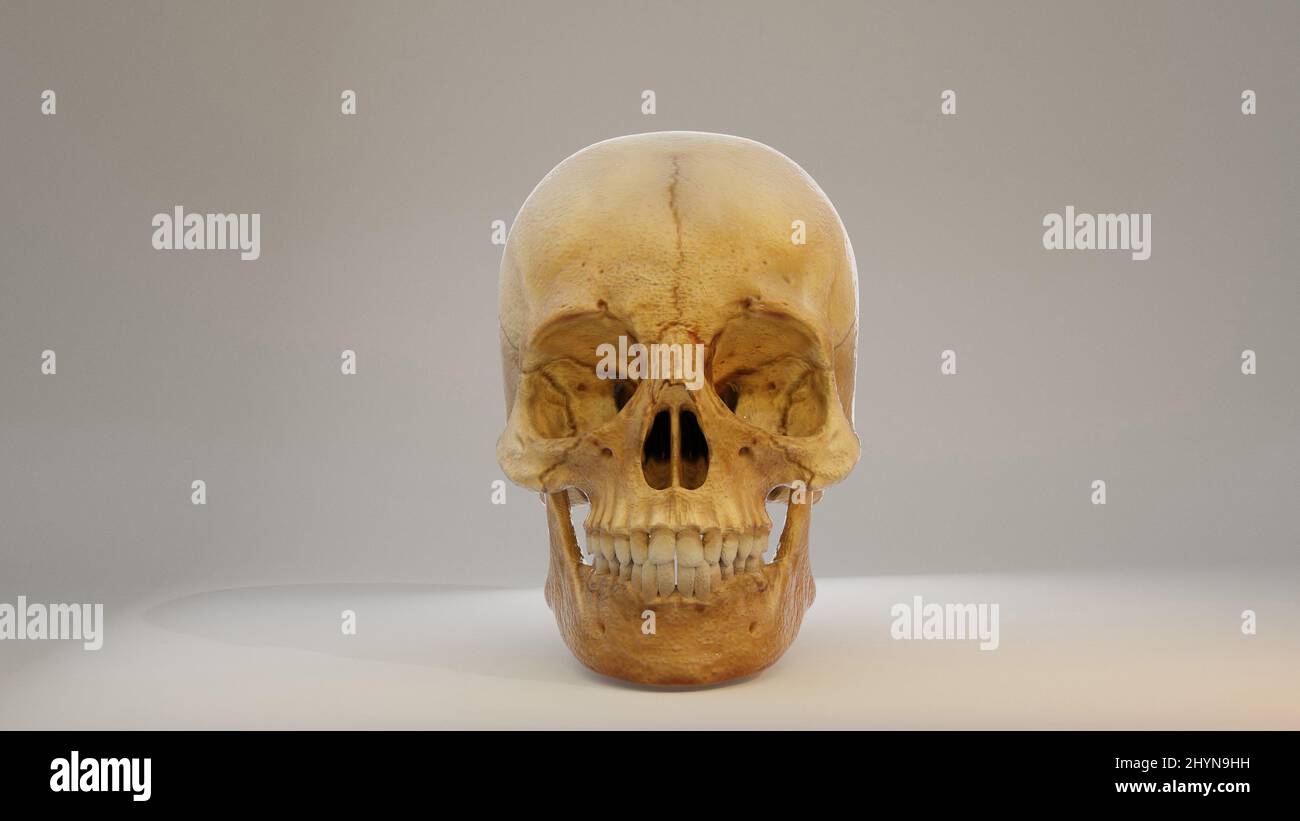 Image Real Human Skull 3D - image tridimensionnelle d'un crâne humain. Image de rendu de la vue arrière 3D. Le crâne est isolé sur un fond blanc Banque D'Images