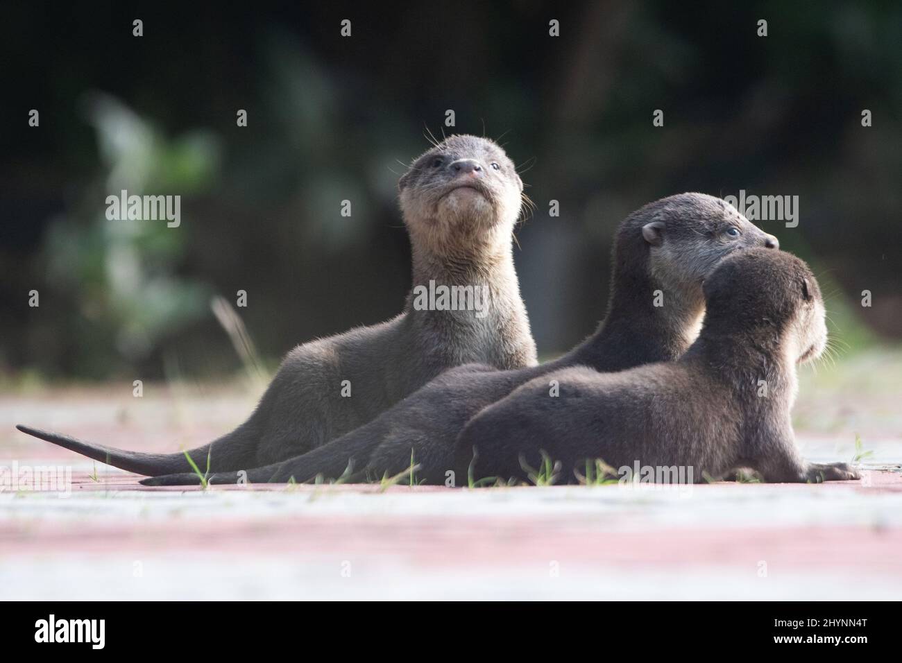 Singapour. 15th mars 2022. Des petits de loutres sauvages à revêtement lisse de la famille Bishan sont vus dans le bassin de Kallang, à Singapour, le 15 mars 2022. Crédit: Puis Chih Wey/Xinhua/Alay Live News Banque D'Images