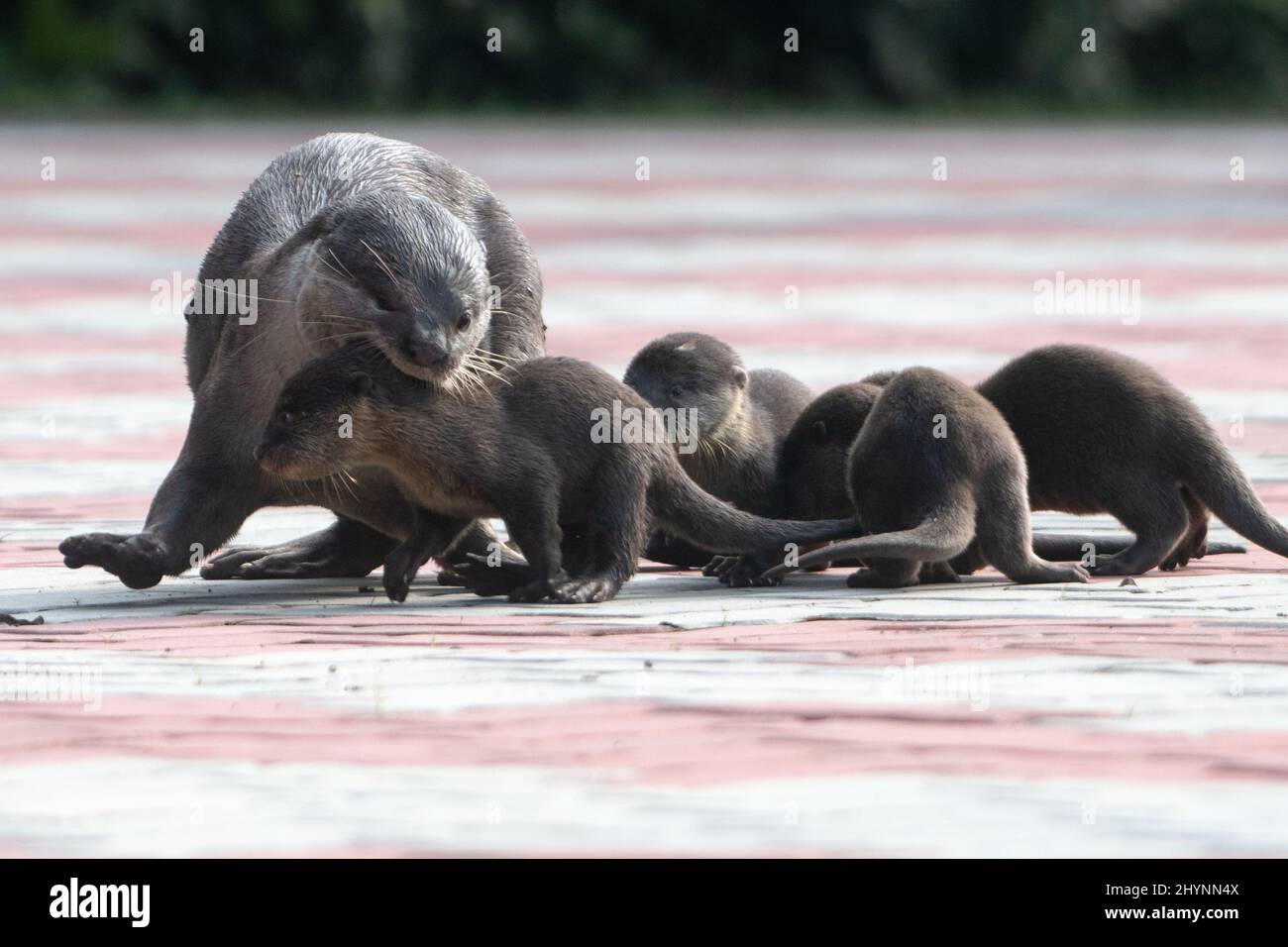 Singapour. 15th mars 2022. Des petits de loutres sauvages à revêtement lisse de la famille Bishan sont vus dans le bassin de Kallang, à Singapour, le 15 mars 2022. Crédit: Puis Chih Wey/Xinhua/Alay Live News Banque D'Images