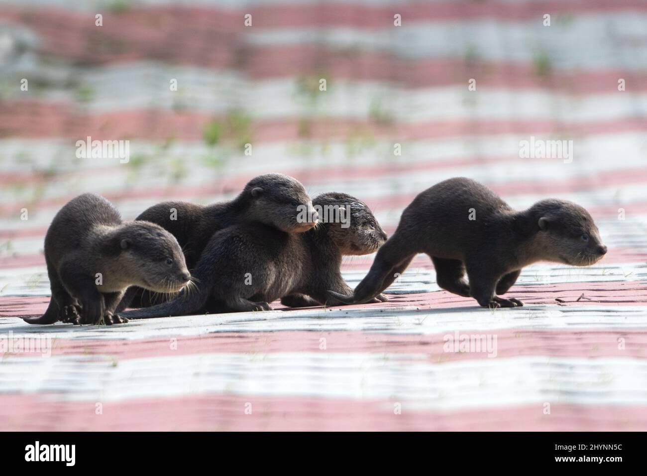Singapour. 15th mars 2022. Des petits de loutres sauvages à revêtement lisse de la famille Bishan sont vus dans le bassin de Kallang, à Singapour, le 15 mars 2022. Crédit: Puis Chih Wey/Xinhua/Alay Live News Banque D'Images