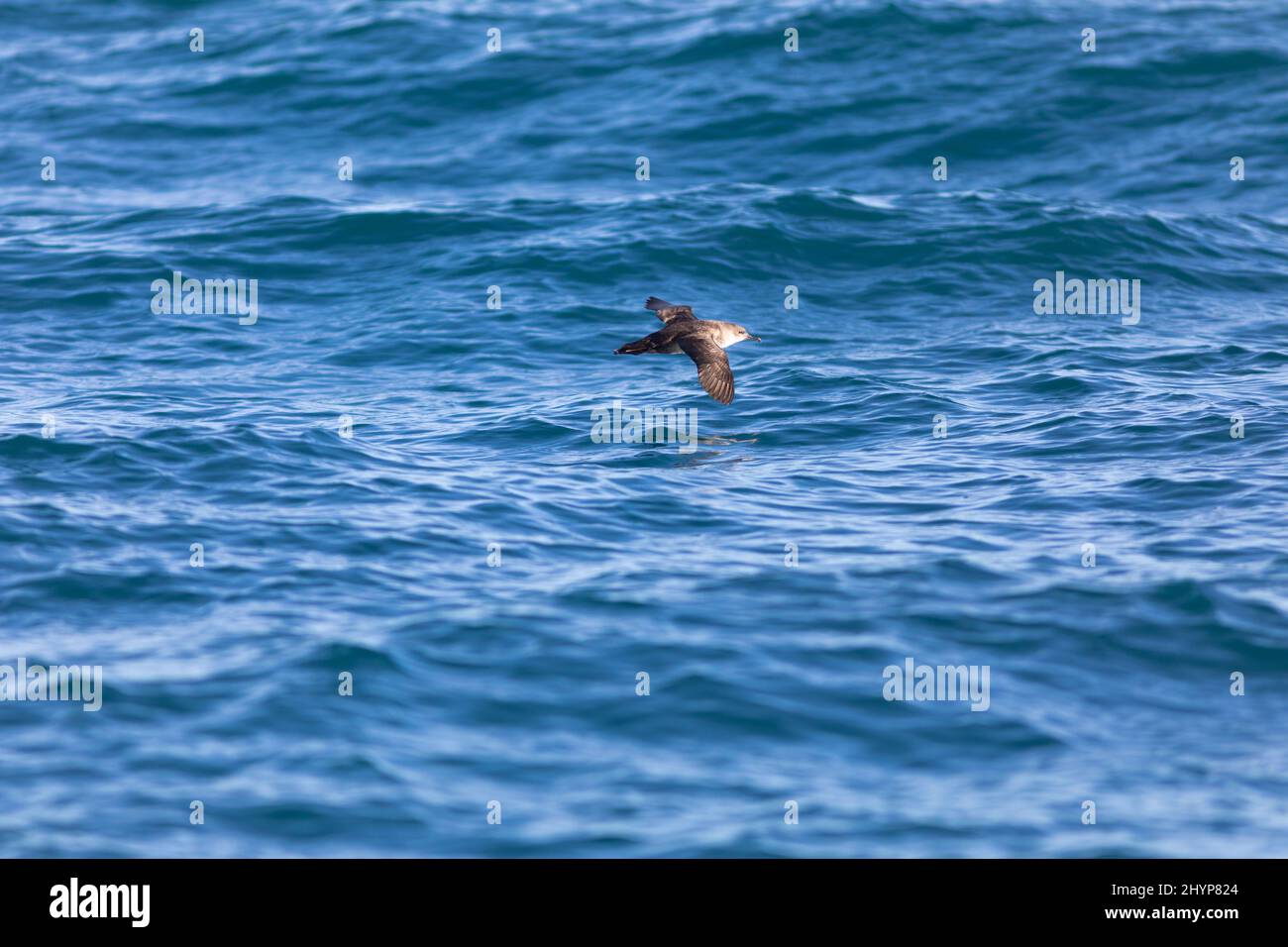 Shearwater des Baléares (Puffinus mauretanicus) en vol au-dessus des vagues d'eau. Mer Méditerranée. Tarragone, Catalogne, Espagne, Europe. Banque D'Images