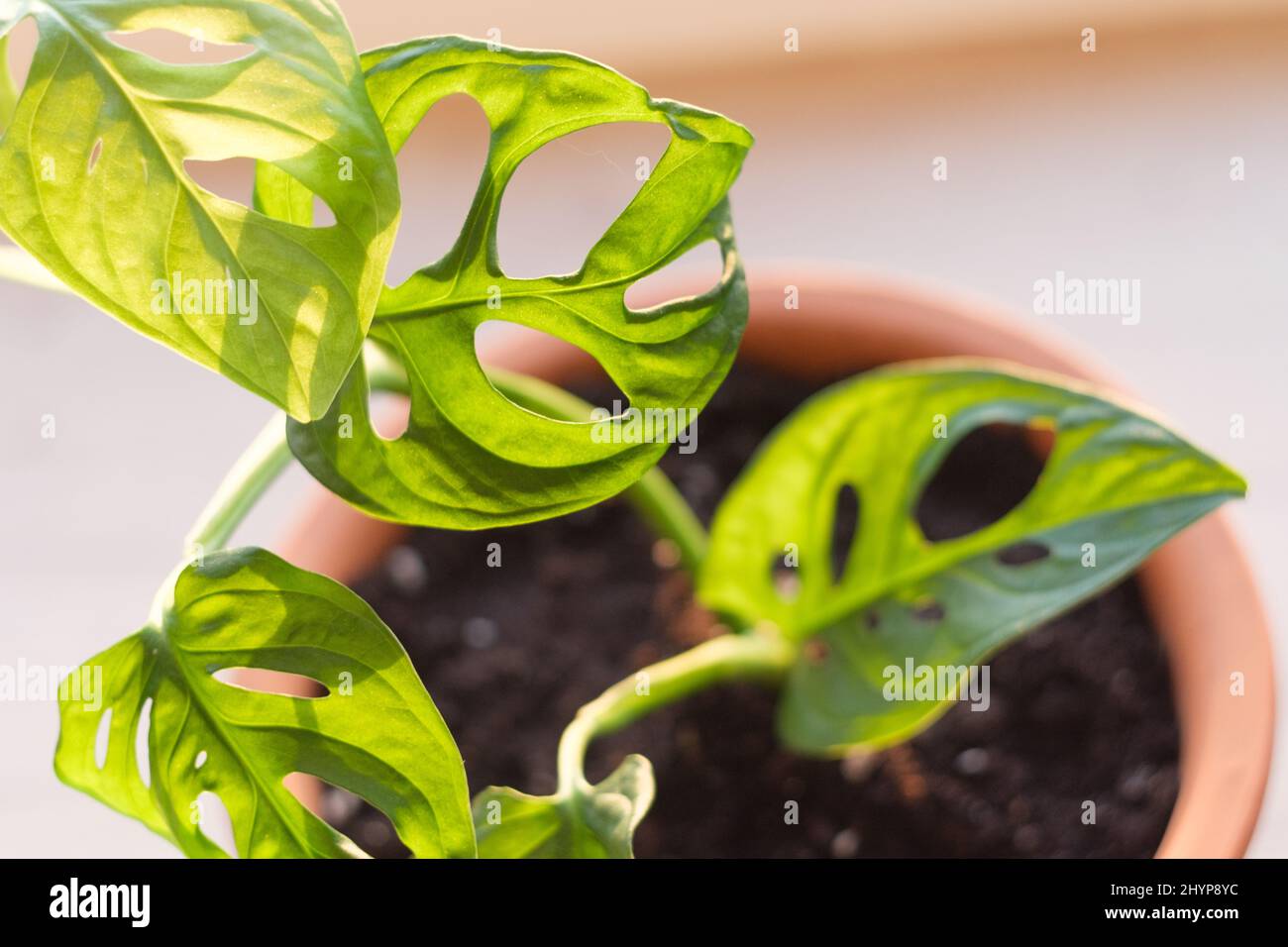 Les feuilles de gros plan de la plante de masque de singe monstère dans le pot de fleur illuminé par la lumière du soleil. Monstera obliqua ou Monstera adansonii. Concept de soin de la maison Banque D'Images