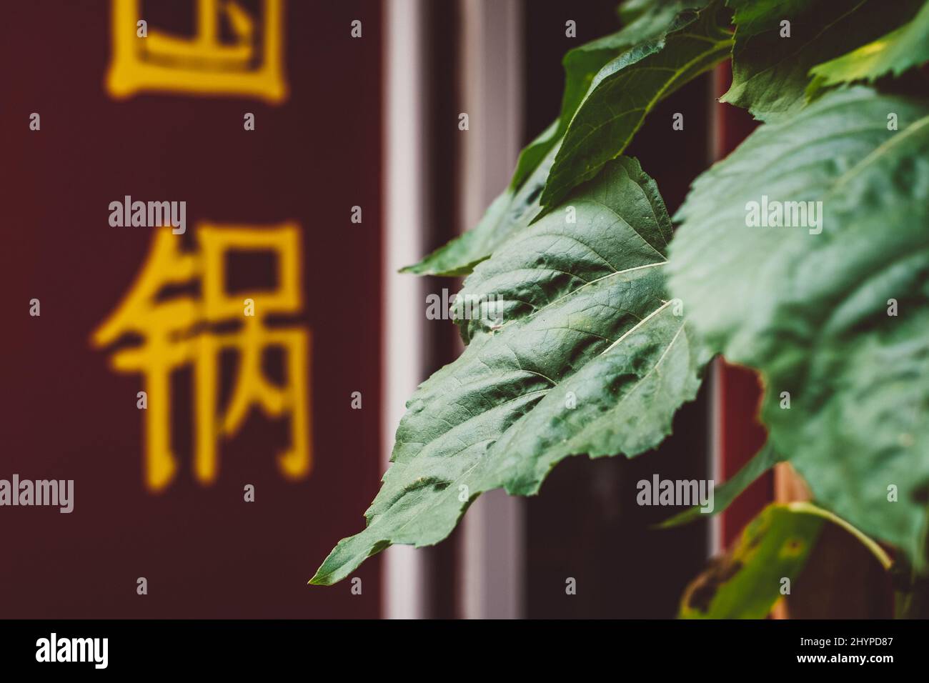 Mise au point sélective des feuilles vertes sur un arrière-plan rouge flou du caractère chinois pour 'pot' Banque D'Images