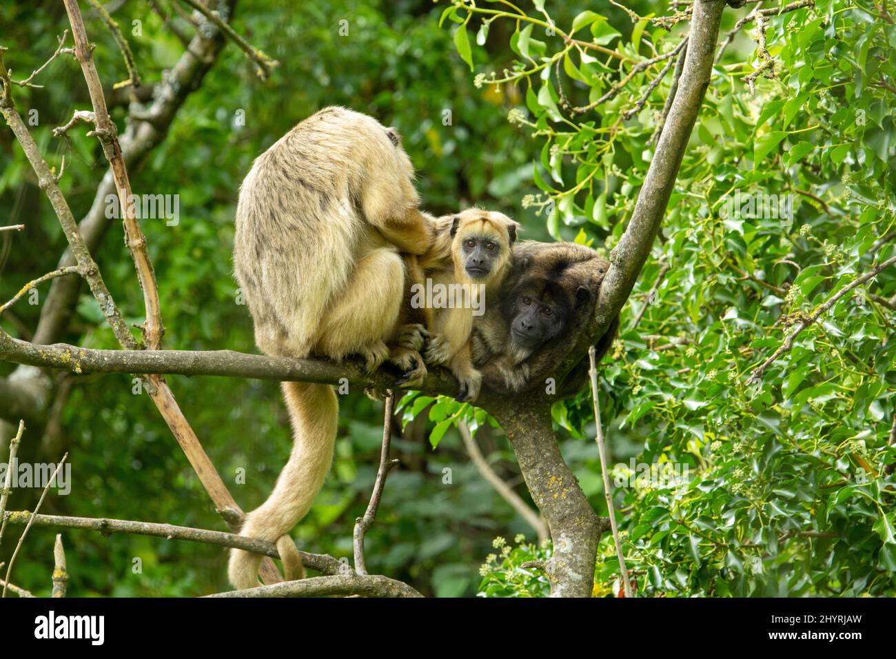 Une famille de singes hurleurs noirs (Alouatta caraya) se détendant sur une branche d'un arbre isolé sur un fond naturel Banque D'Images