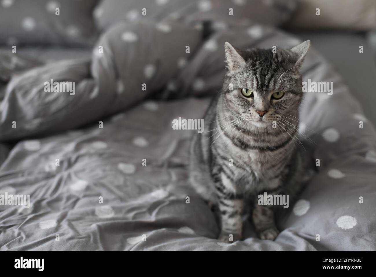 chat gris rayé sur la couverture grise dans le lit Banque D'Images