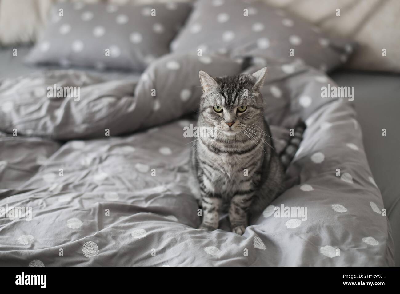chat gris rayé sur la couverture grise dans le lit Banque D'Images