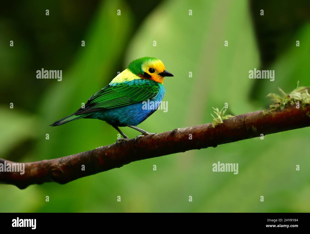 Tanager multicolore (Chlorochrysa nitishima), oiseau endémique de Colombie perché sur une branche. Valle der Cauca, Colombie Banque D'Images
