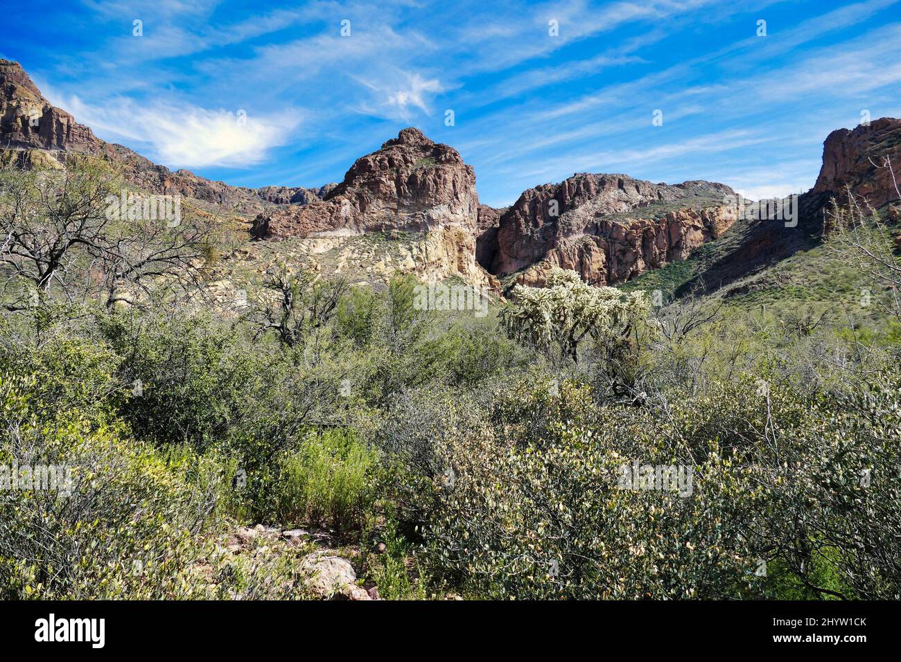 Végétation désertique avec une énorme corolle à l'embouchure de l'Estes Canyon, Ajo Mountains, Organ Pipe Cactus National Monument, sud de l'Arizona, États-Unis Banque D'Images