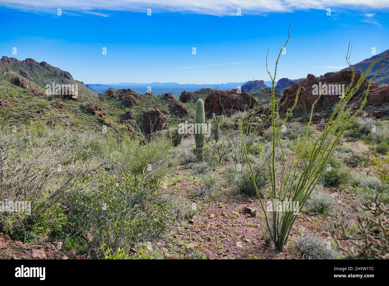Vue sur la vallée de Sonoyta vers le Mexique, depuis Bull Pasture dans les montagnes Ajo, Organ Pipe Cactus National Monument, sud de l'Arizona, États-Unis Banque D'Images