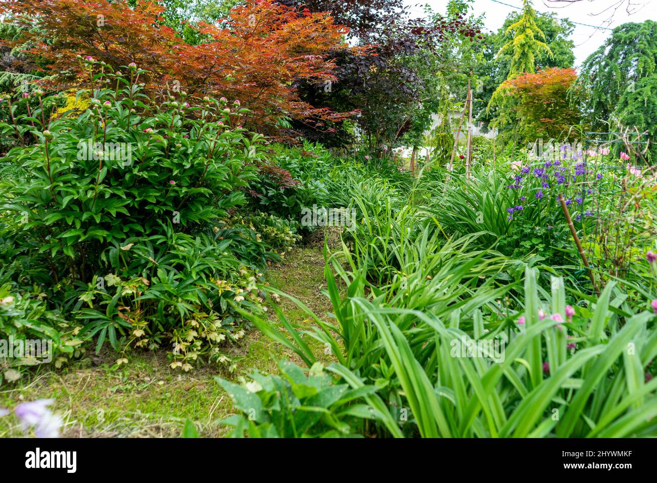 Jardin plein de plantes en été offre ombre et paix. Banque D'Images