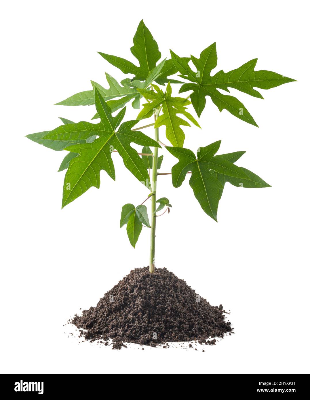 jeune papaye ou papaw plante avec sol, carica papaye également connu sous le nom de pawpaw, isolé sur fond blanc Banque D'Images