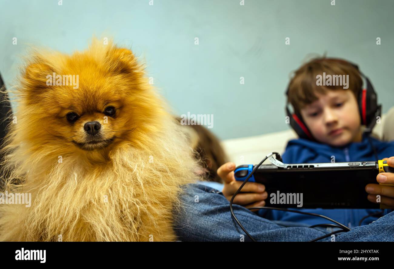 Pomeranian peluche chien sur le canapé avec les enfants jouant des gadgets Banque D'Images