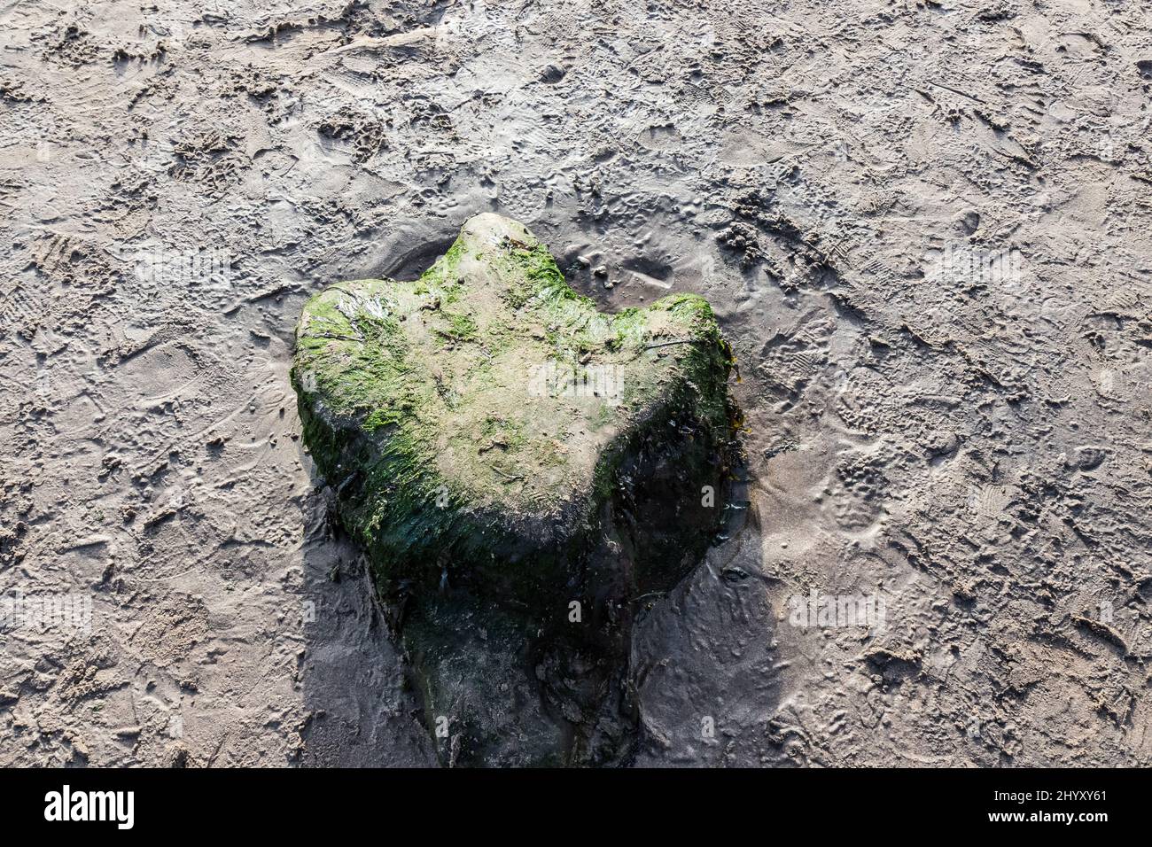 Empreinte de dinosaures fossilisés sur la plage de Compton, sur la côte sud de l'île de Wight Banque D'Images
