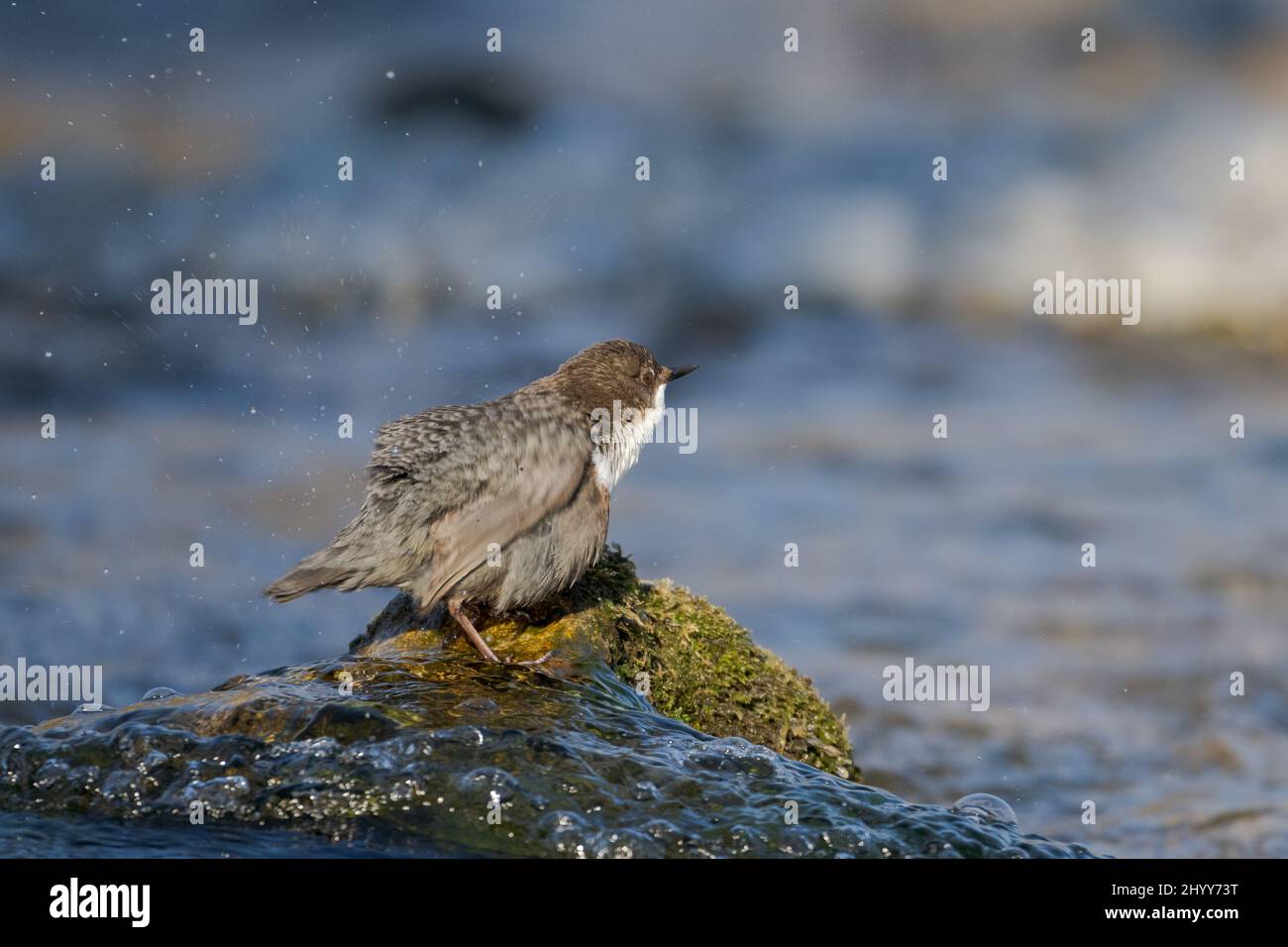 Le balancier à gorge blanche comprend des crocs qui se tiennent sur la roche avec de la mousse dans une rivière qui coule rapidement de l'eau par temps ensoleillé Banque D'Images