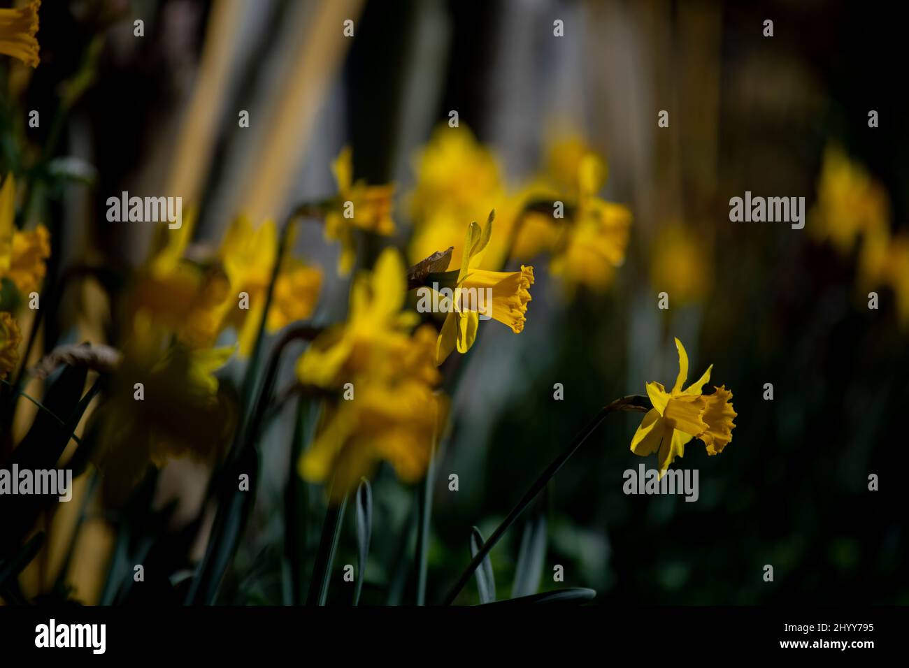 Jonquilles dans le jardin des photographes Thaxted Essex UK 15 mars 2022 Banque D'Images