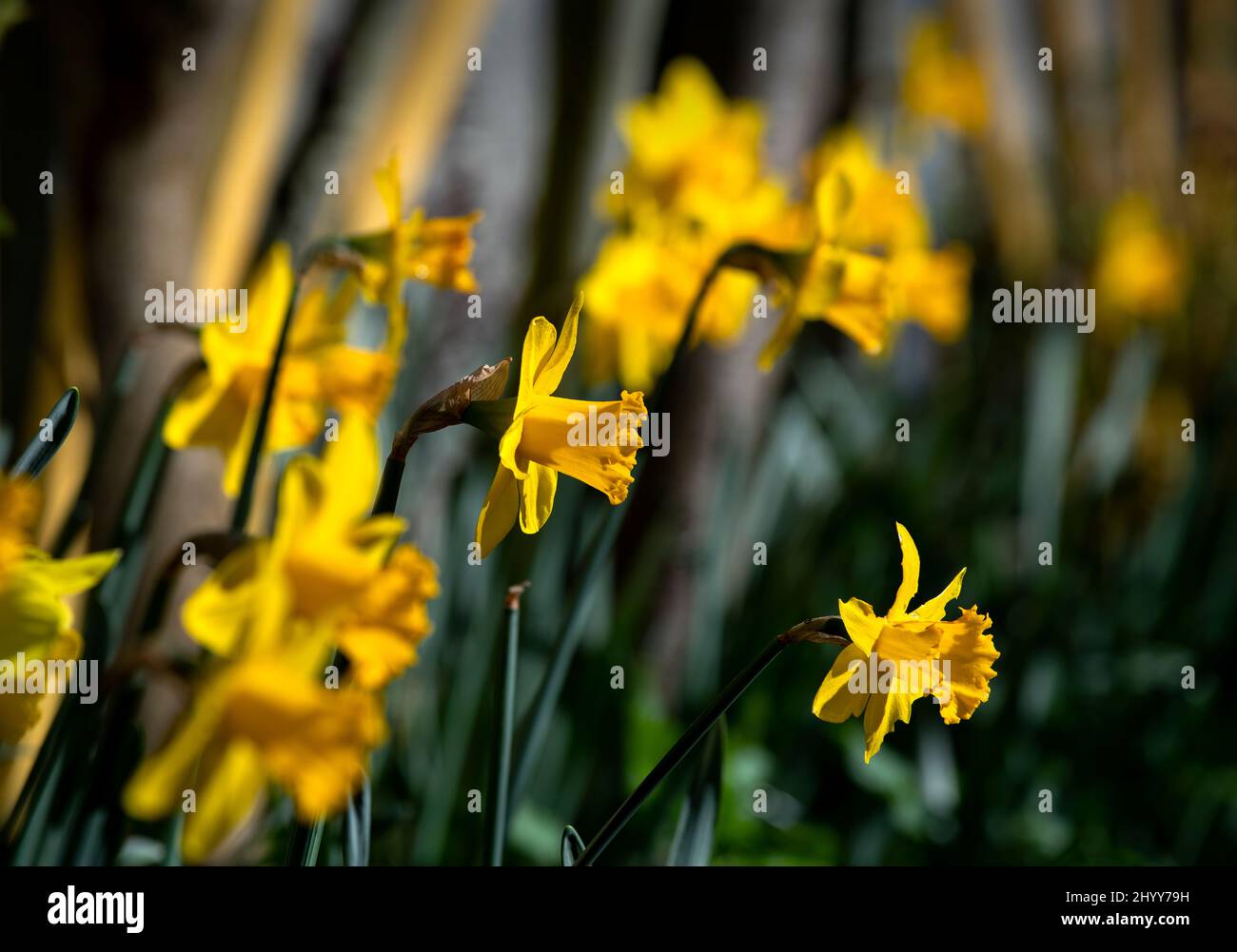 Jonquilles dans le jardin des photographes Thaxted Essex UK 15 mars 2022 Banque D'Images