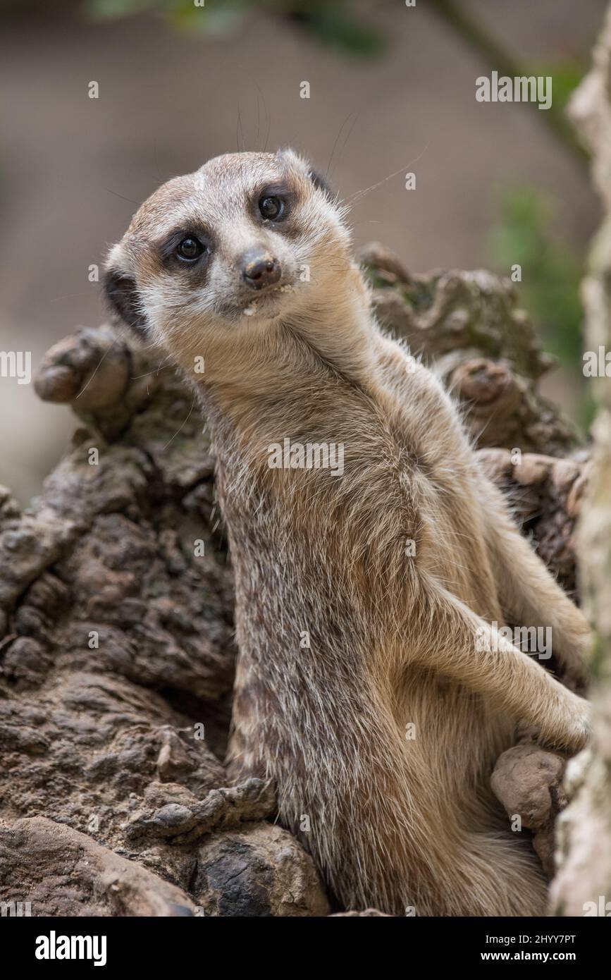 Gros plan vertical d'un mignon meerkat (Suricata suricata) ou de la caméra Banque D'Images