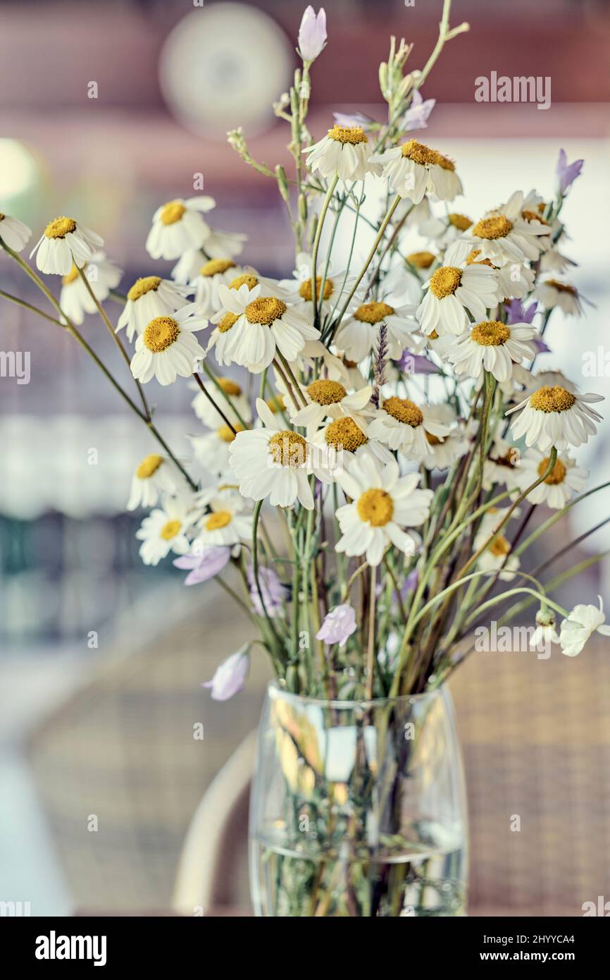Bouquet de fleurs de Marguerite sauvage (Bellis perennis) dans un verre intérieur dans une maison. Banque D'Images