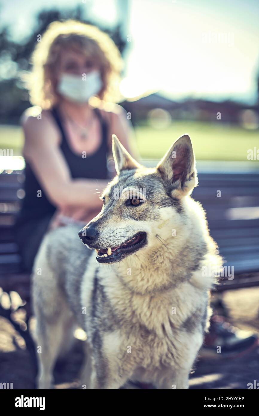 Jeune femme caucasienne adulte assise à l'extérieur sur un banc de parc avec masque facial et son chien de loup. Concept de pandémie. Banque D'Images