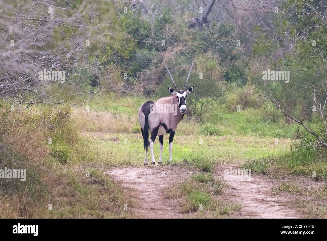 Un gemsbok ou Oryx d'Afrique du Sud, Oryx gazella, errance libre dans une réserve privée de 800 acres dans le sud du Texas, États-Unis. Banque D'Images