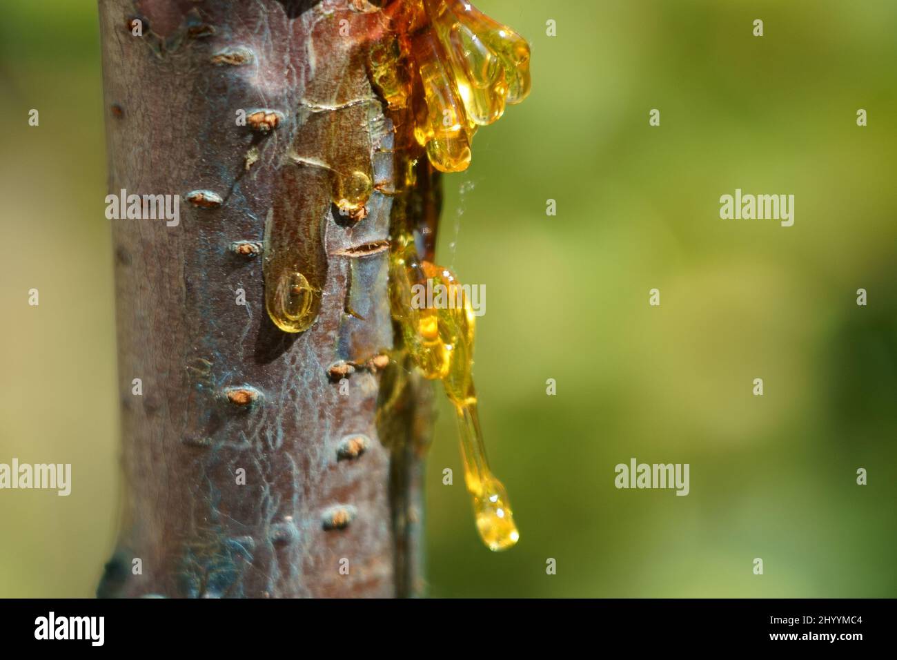 résine végétale Banque D'Images