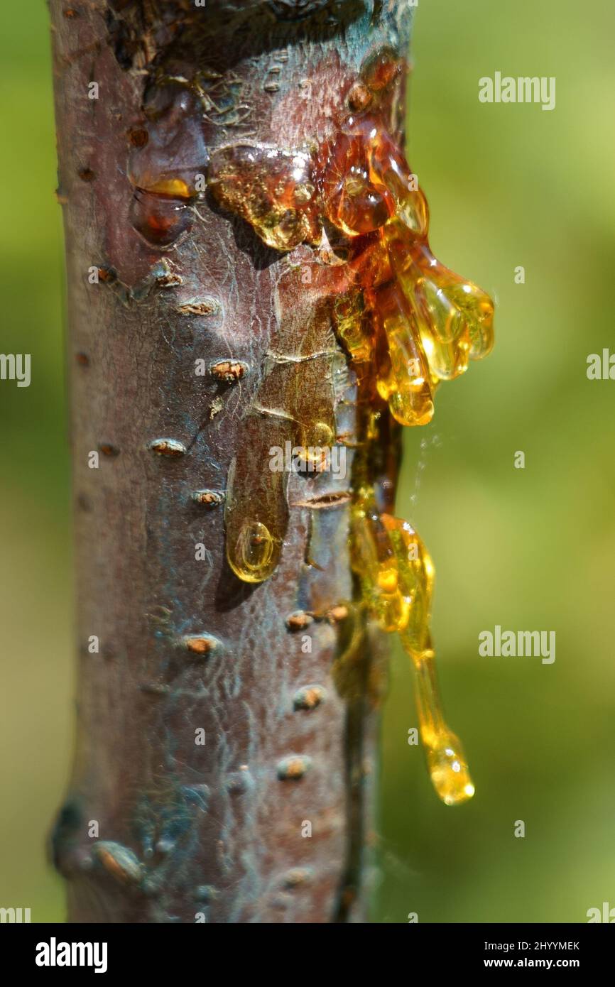 résine végétale Banque D'Images