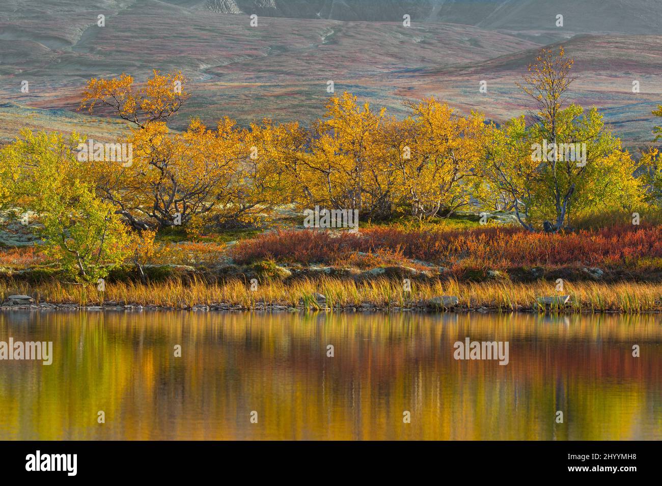 Bouleau et saules dont les couleurs automnales se reflètent dans l'eau du lac de Døråldalen dans le parc national de Rondane, comté d'Innlandet, Oppland, Norvège Banque D'Images