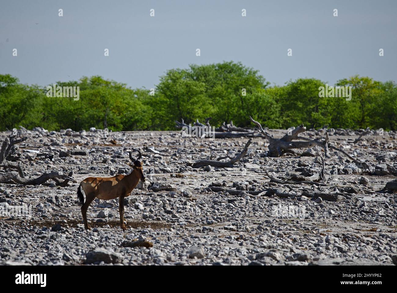 Photo de l'alcelaphus buselaphus buselaphus de bubale trouvé dans le parc d'Etosha Banque D'Images