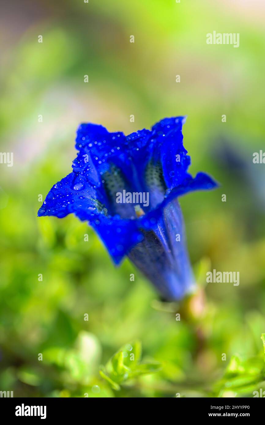 Gentiana clusii, aussi connu comme Clusius gentian ou fleur de la douce-dame. Fleur bleue avec gouttes d'eau en gros plan sur fond flou. Banque D'Images