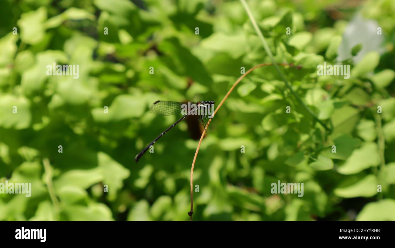 Une mouche à queue noire et des ceintures jaunes sur la queue repose sur une tige de vigne courbée Banque D'Images