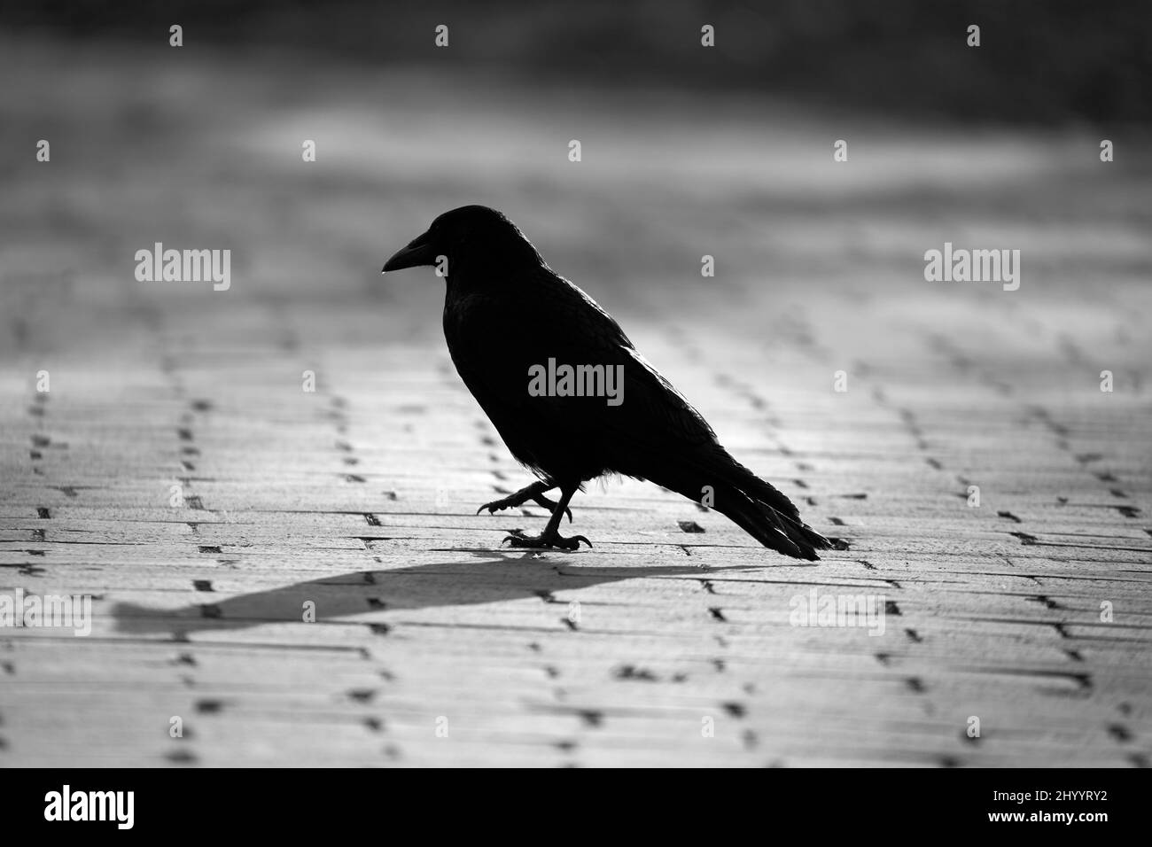 1 raven foncé (Corvus corax) marchant sur des pavés. Banque D'Images