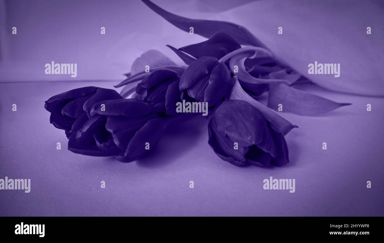 veri peri élégant bouquet spectaculaire et beau de tulipes isolés Banque D'Images