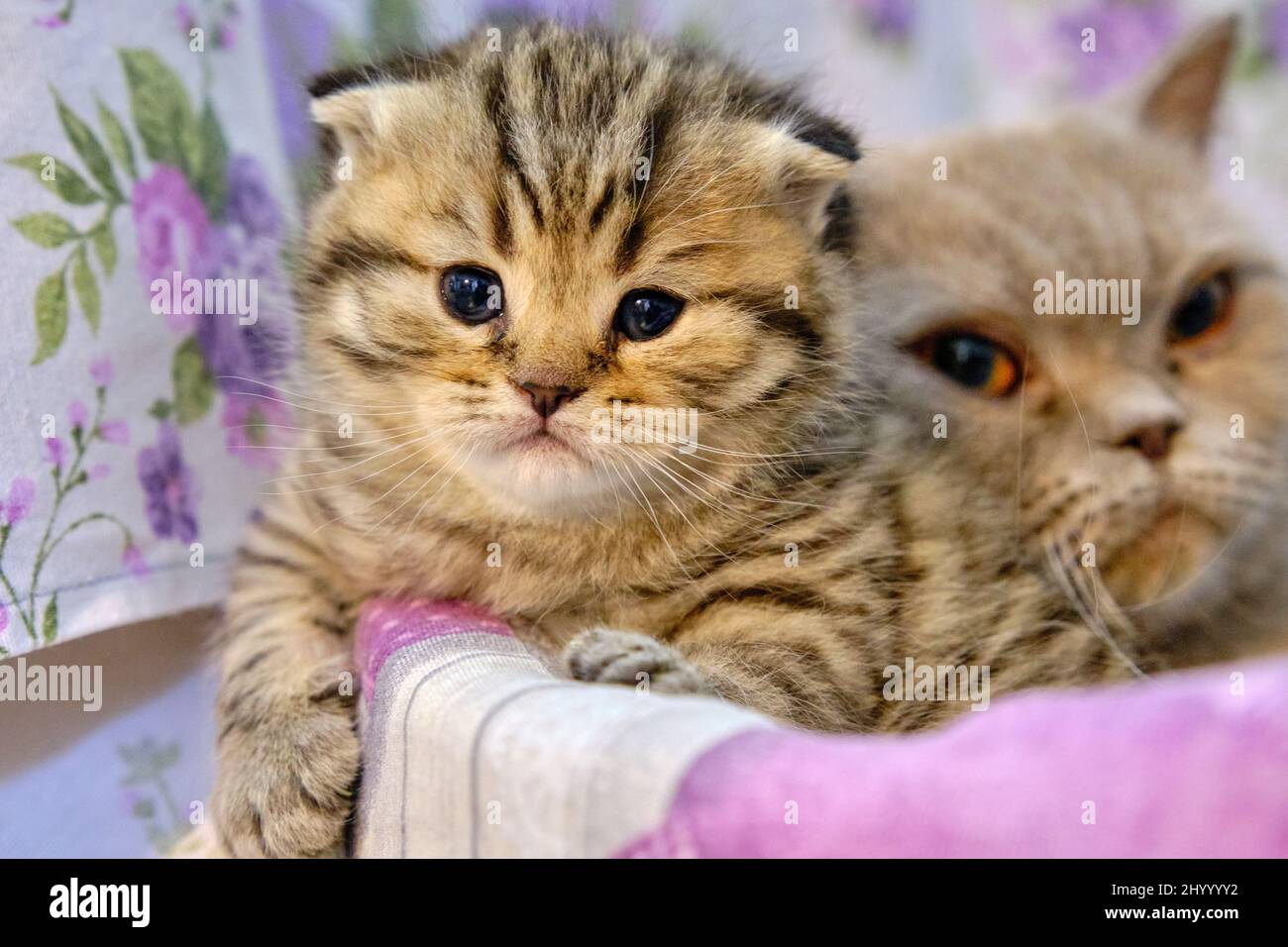 Chats et chiots écossais Banque D'Images