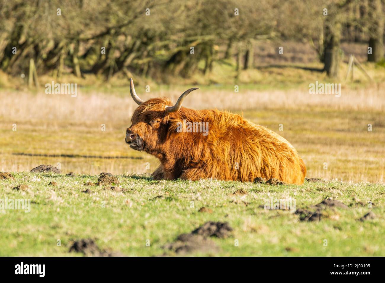 Gros plan d'une vache écossaise de ruminants dans la réserve naturelle d'Eexterveld près d'anderen dans la province hollandaise de Drenthe avec bien-développé Banque D'Images