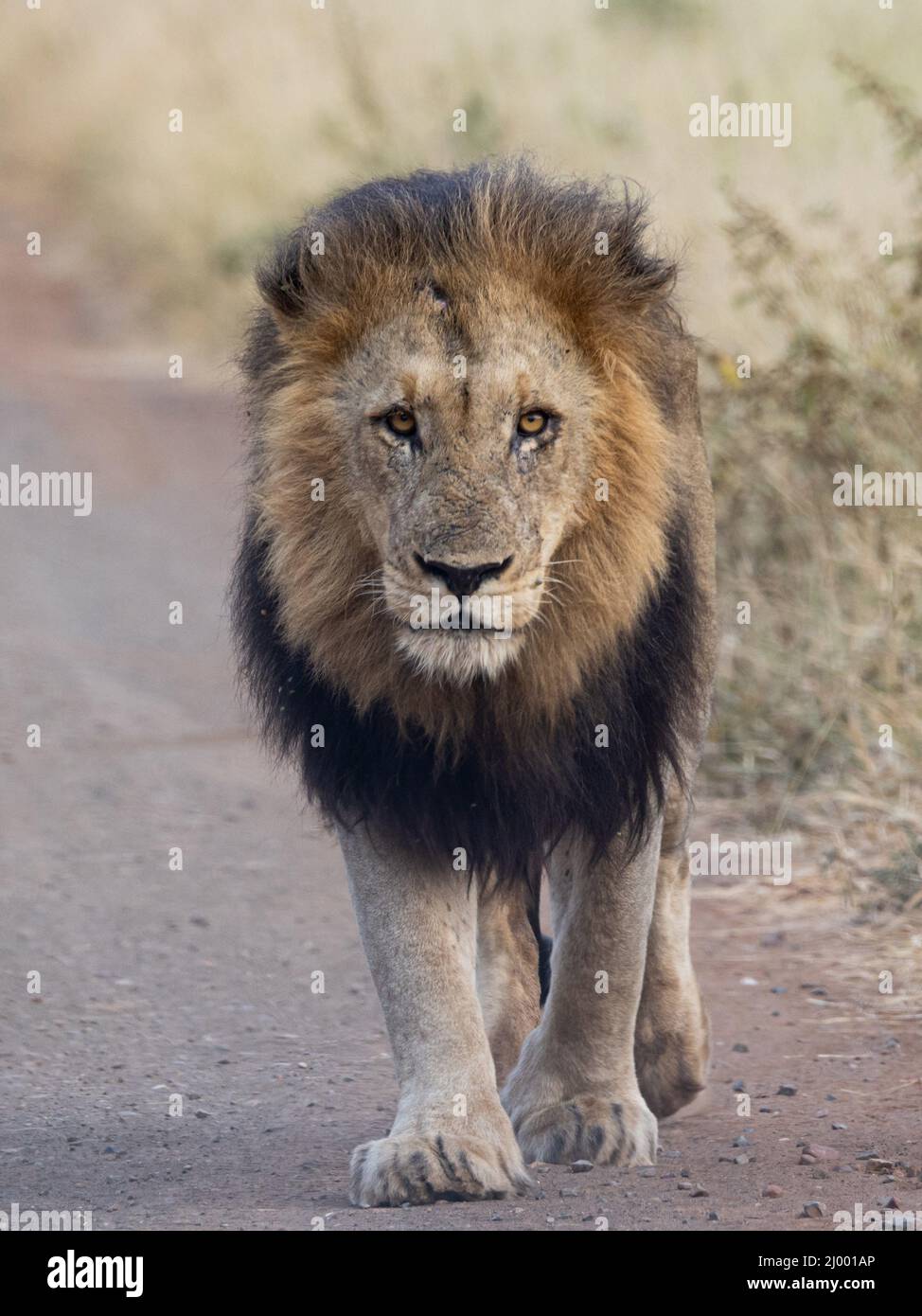 Lion masculin à Dawn, Parc national Kruger, Afrique du Sud Banque D'Images