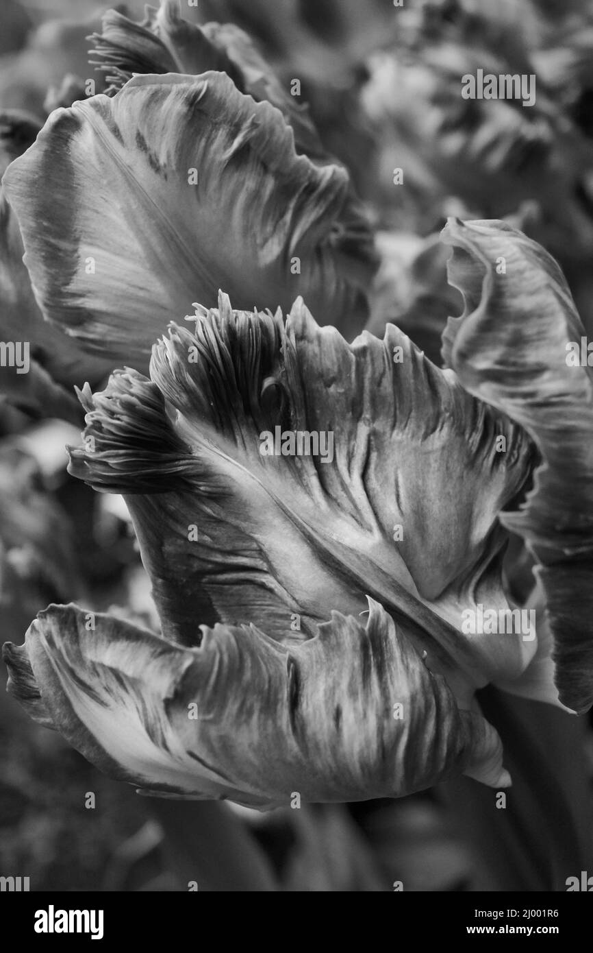 Gros plan de tulipes fantaisie à volants sous un angle spectaculaire. Version noir et blanc. Banque D'Images