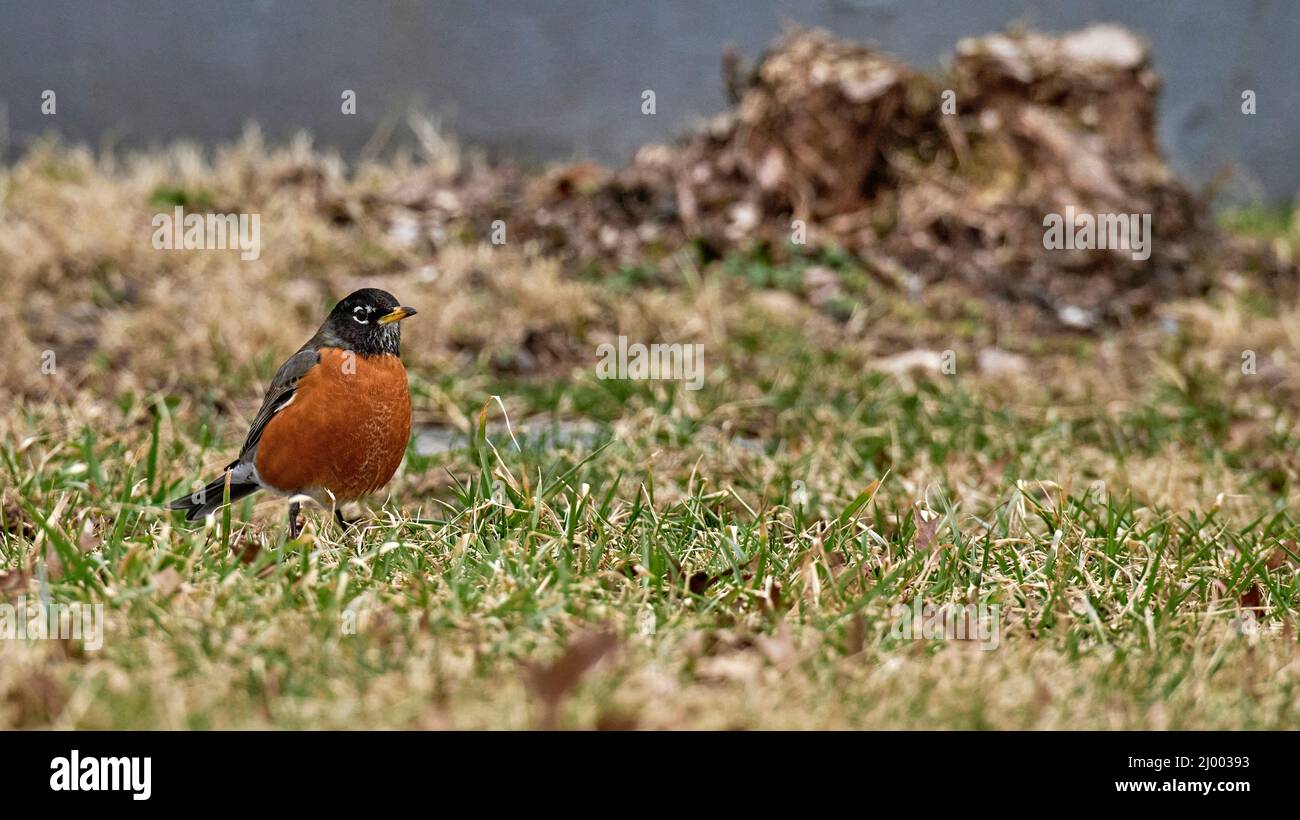 Le premier Robin de Spring.The American Robin.A large North American Grush, est l'un des oiseaux chanteurs les plus familiers dans l'est des États-Unis. Banque D'Images