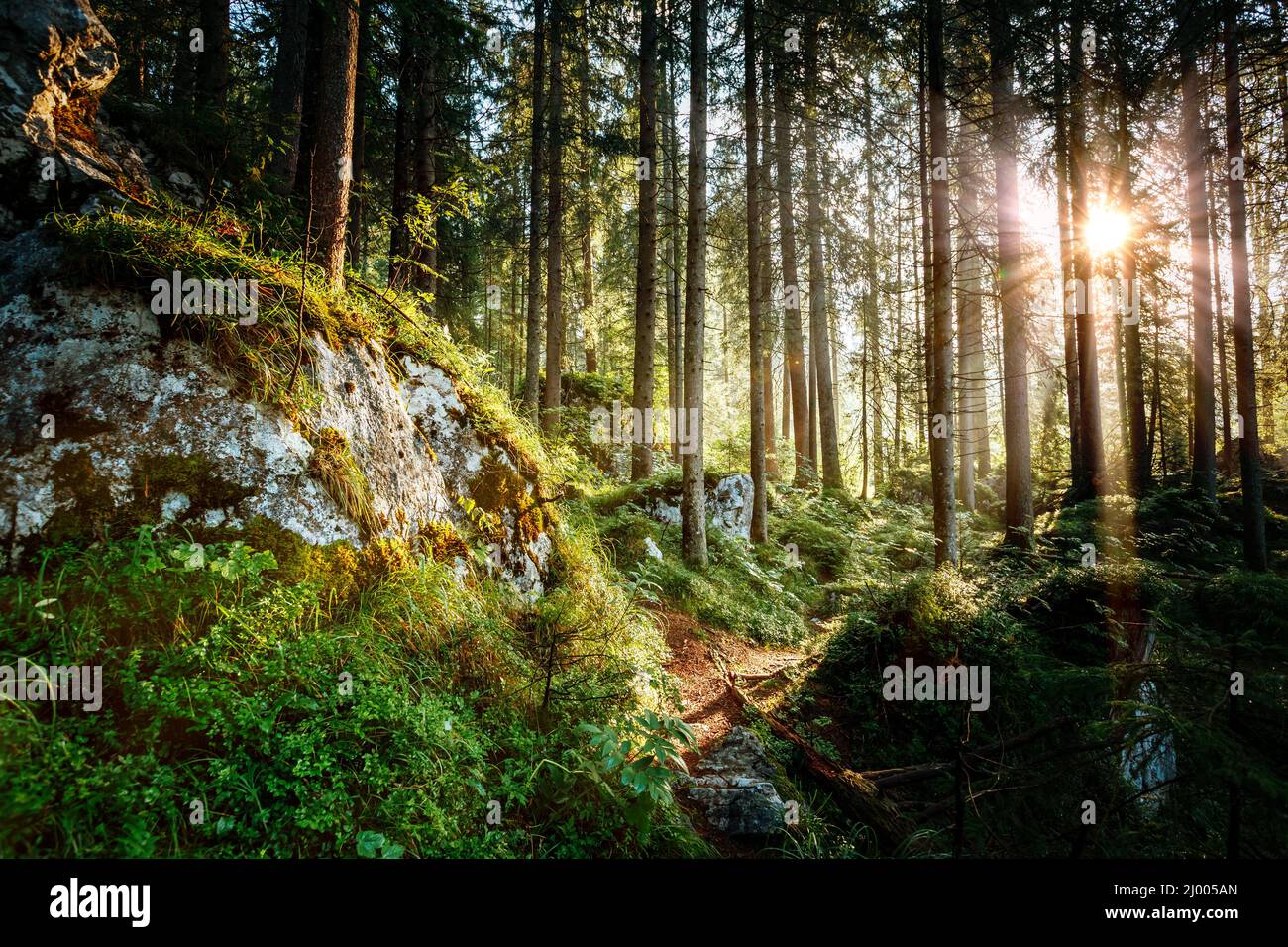 Forêt magique dans le soleil du matin. Conte de forêt en automne. Scène dramatique et pittoresque photo. Fond naturel merveilleux. Emplacement Placez l'Allemagne Banque D'Images