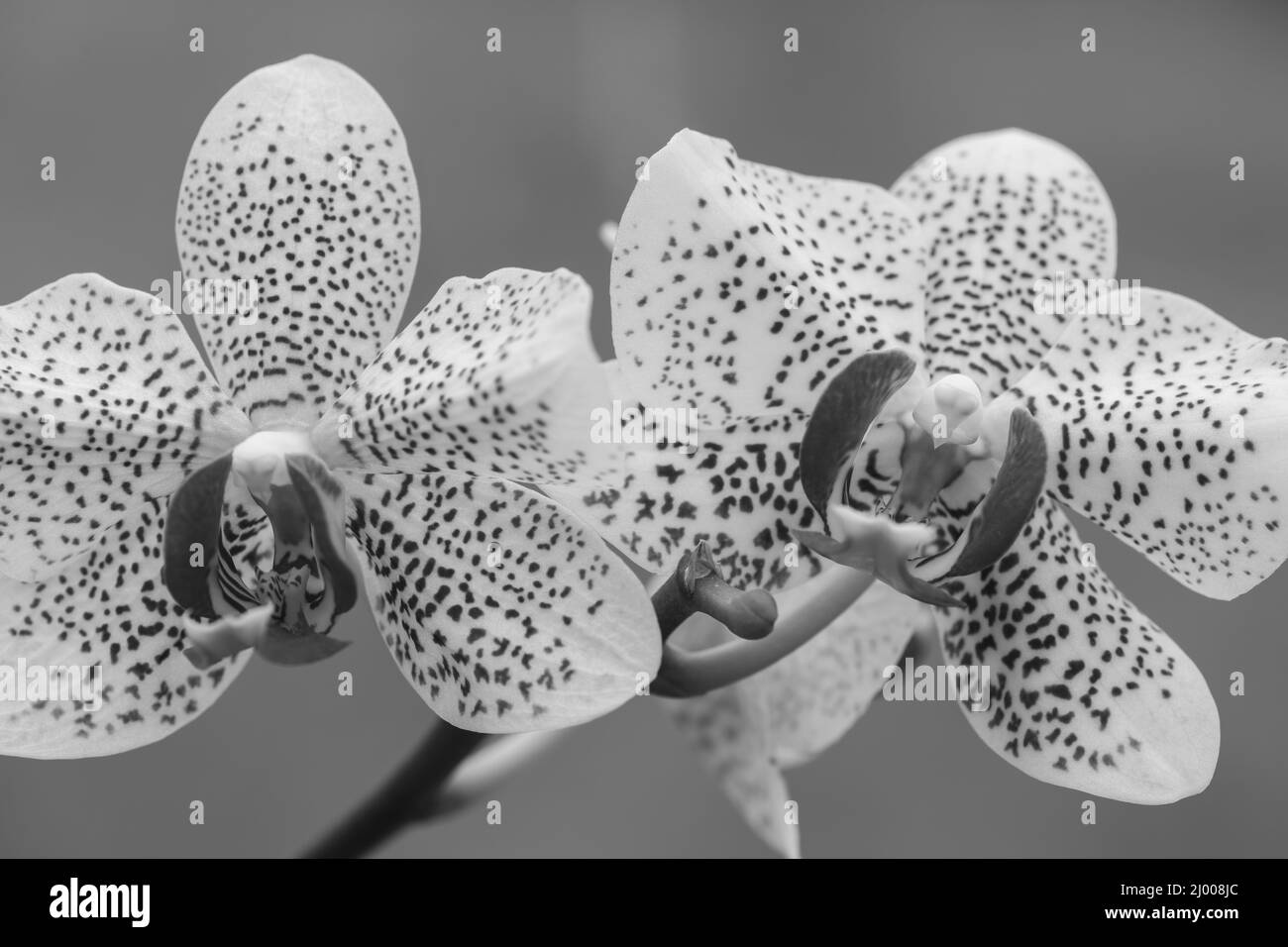 Photo en noir et blanc d'une orchidées de soleil de Floride en fleur Banque D'Images