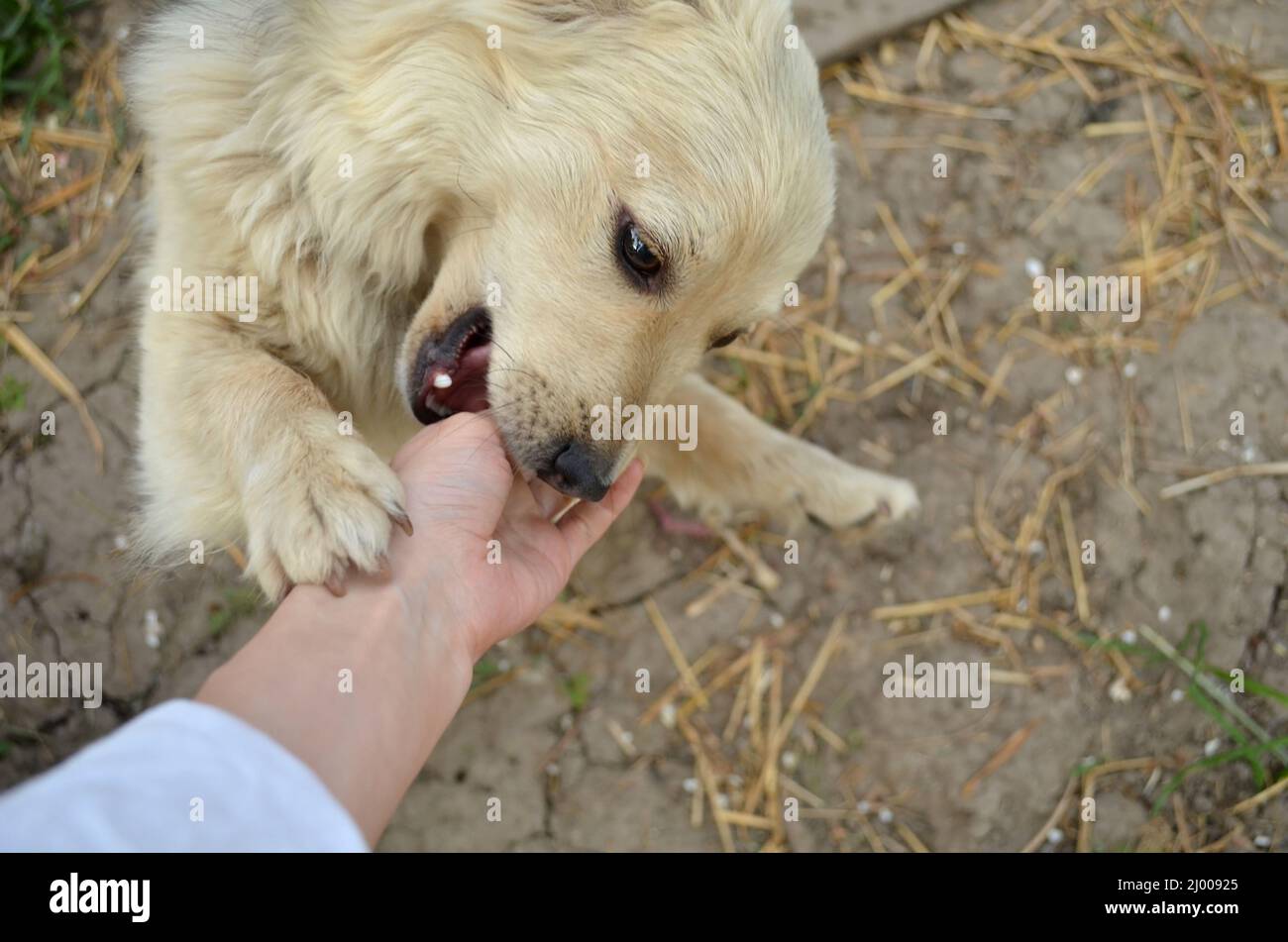 Chien de Cocker anglais mignon jouant avec une fille Banque D'Images