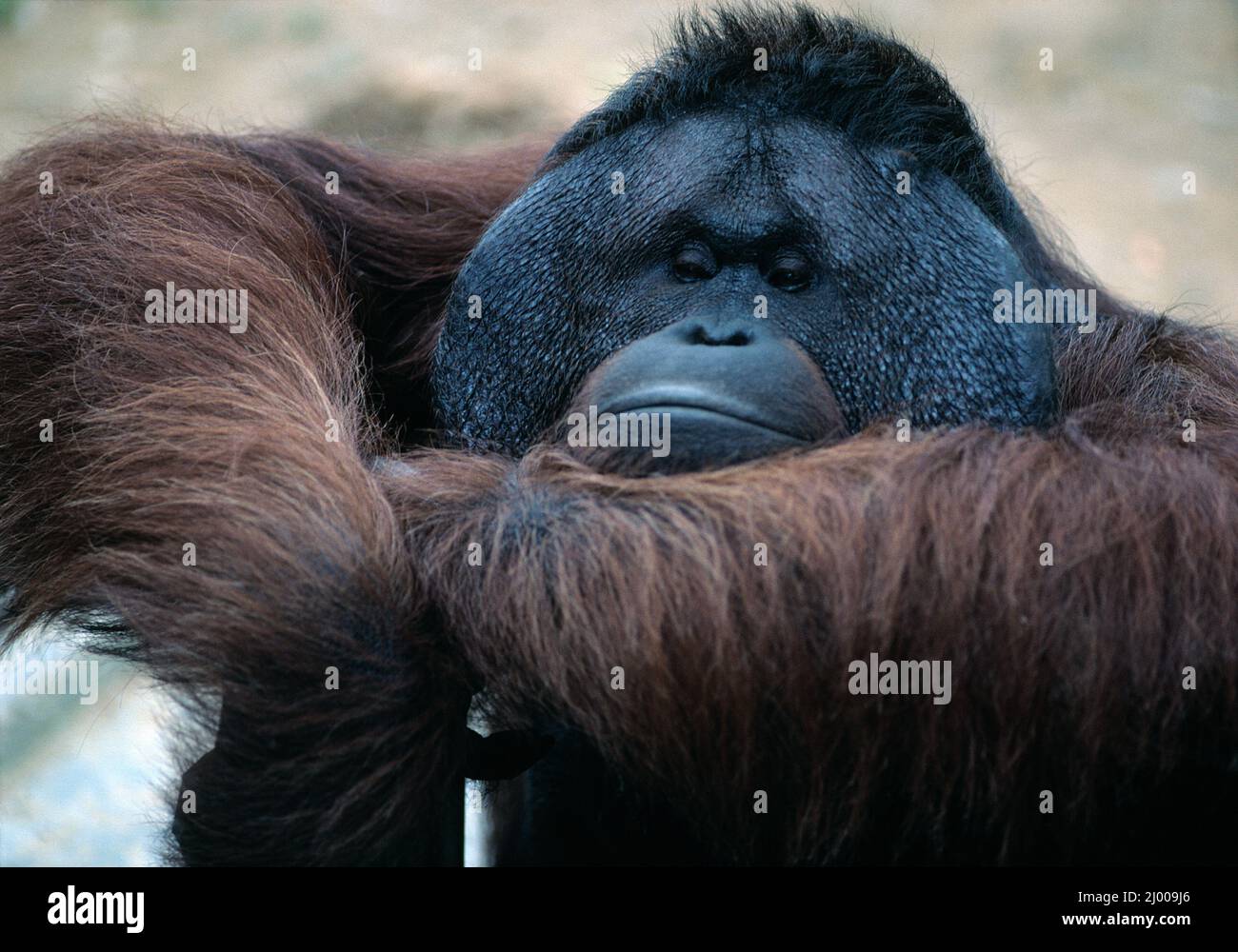 Faune. Primate. Adulte, Orangutan de Sumatran. Zoo de Singapour. Banque D'Images