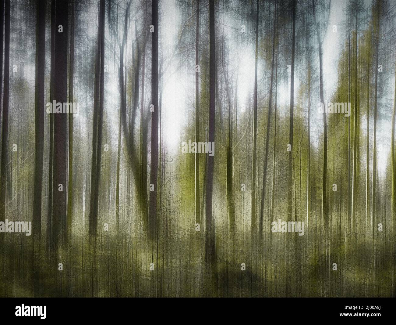 ART PHOTOGRAPHIQUE CONTEMPORAIN : le vert de la forêt Banque D'Images