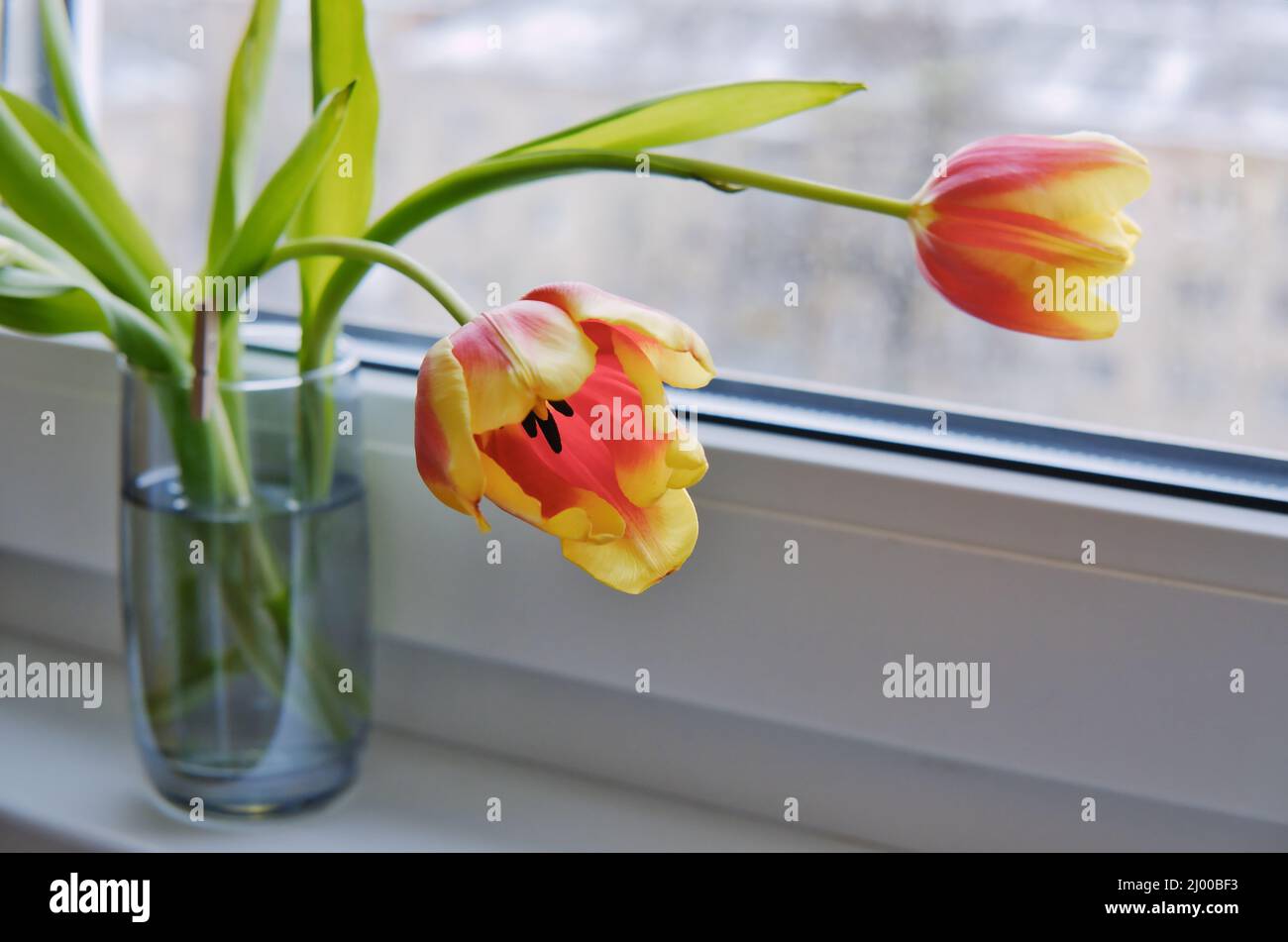 Les tulipes rouges et jaunes dans un petit vase en verre sur le rebord de la fenêtre. Fleurs de tulipe courbées. Banque D'Images