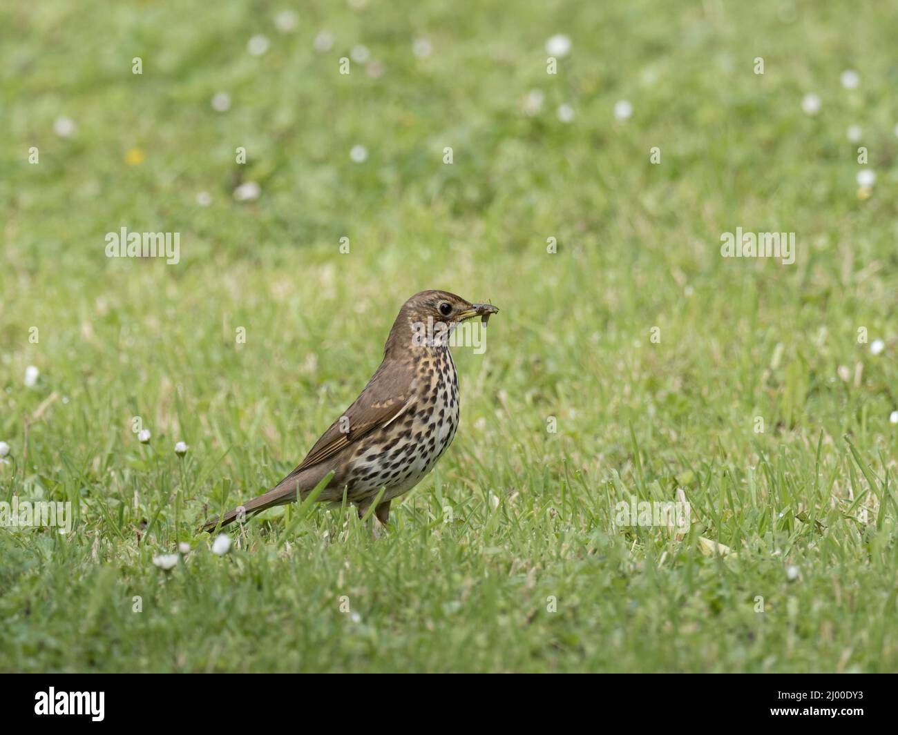 Song Thrush, Turdus philomelos, adulte unique collectant de la nourriture, Pembrokeshire, pays de Galles, Royaume-Uni. Banque D'Images