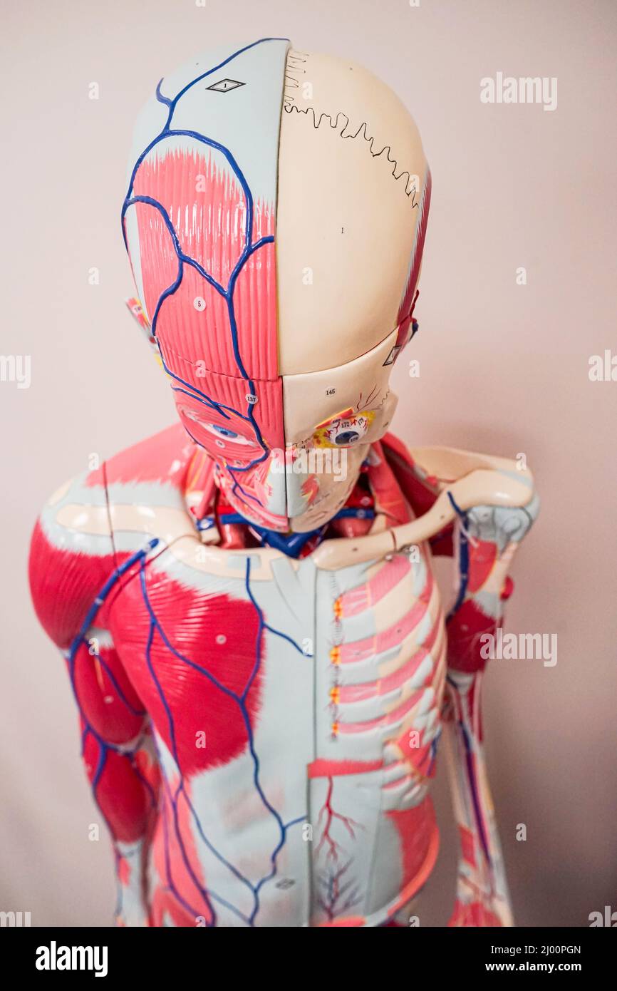 Gros plan d'un modèle anatomique du corps humain pour les pratiques médicales dans un hôpital et une école au Nicaragua Banque D'Images