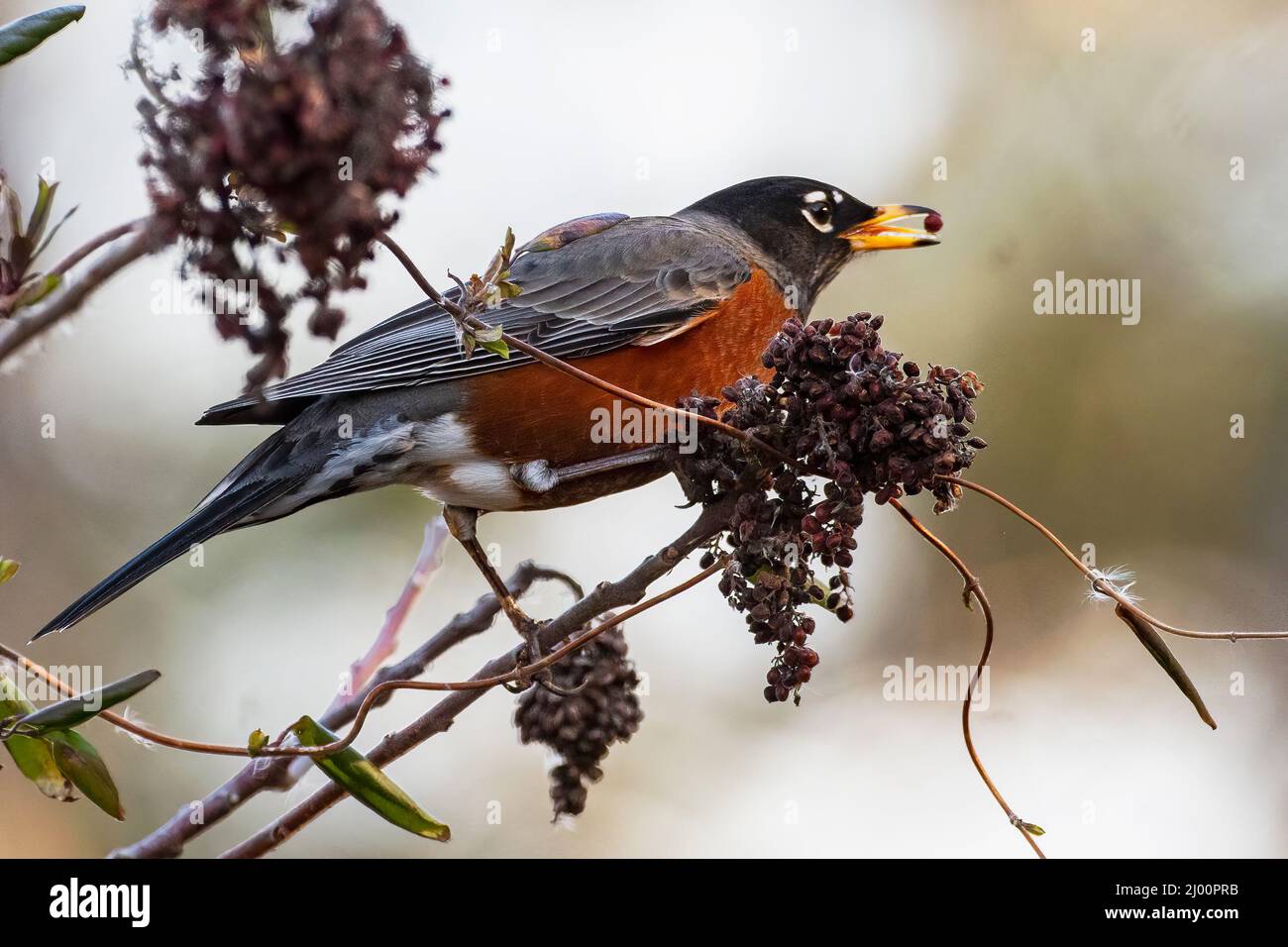 Le Robin américain se nourrissant de baies sumac à la fin de l'hiver Banque D'Images