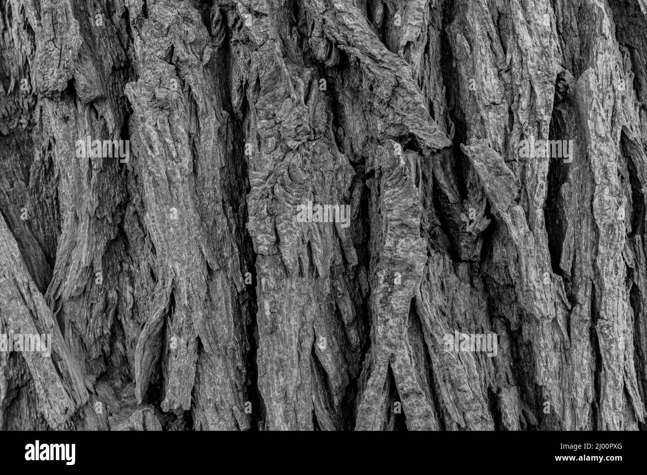 Gros plan d'une écorce d'arbre Banque D'Images