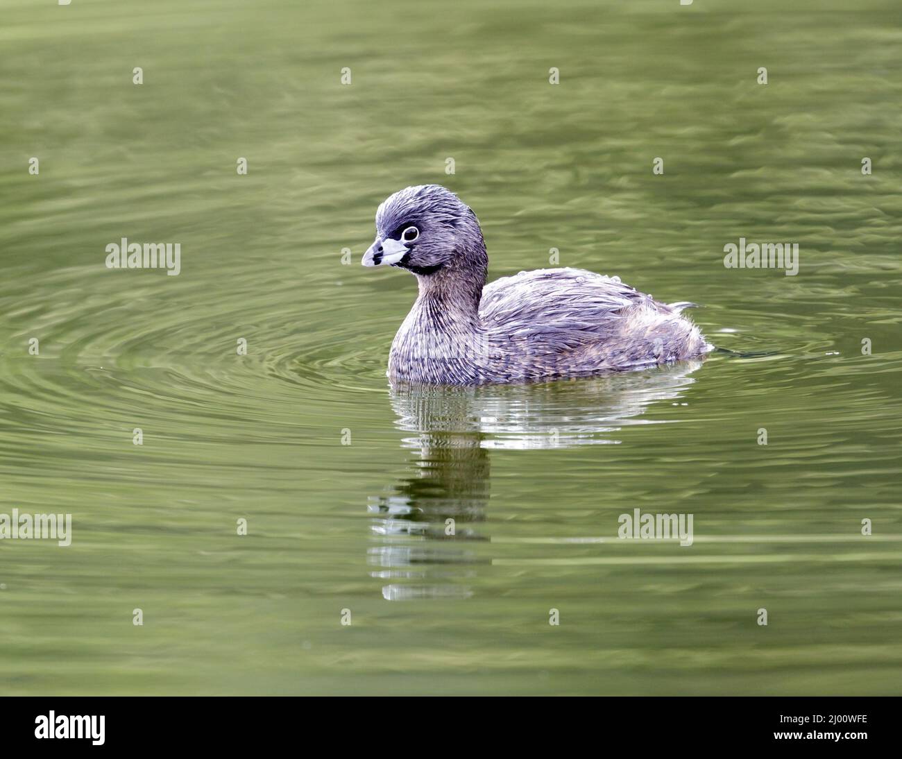 Reproduction de grebe à bec de pied, baignade pour adultes. Foothills Park, comté de Santa Clara, Californie, États-Unis. Banque D'Images